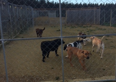 Milton kennels sale